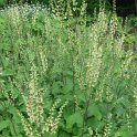 Teucrium scorodonia
